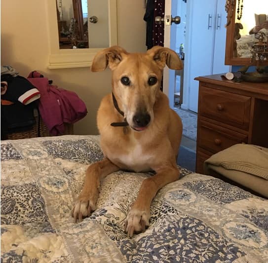 Sweet Buddy — Unknown