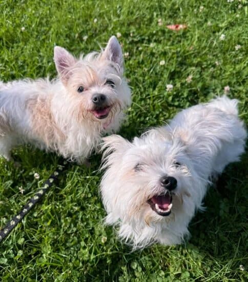 Lyla & Sammie — Unknown