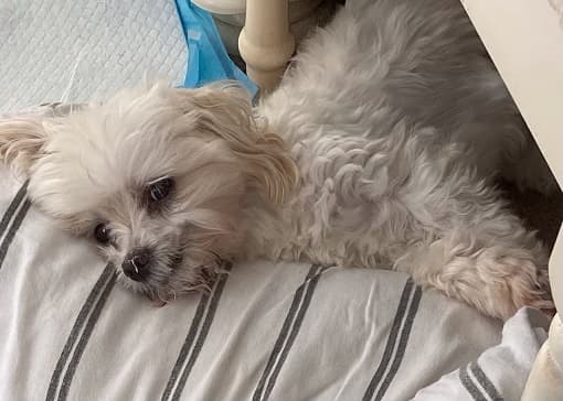 Skittish Monty — Unknown