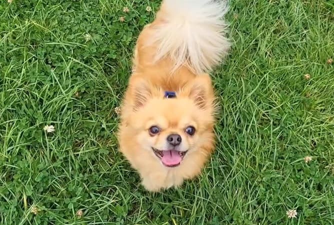 Rio Chihuahua! — Unknown