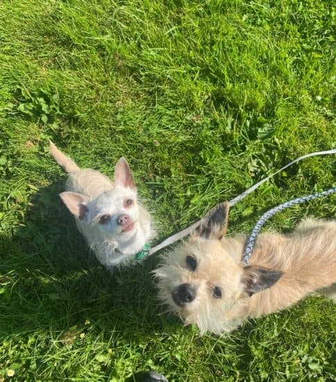 Tallulah & Poppy — Unknown