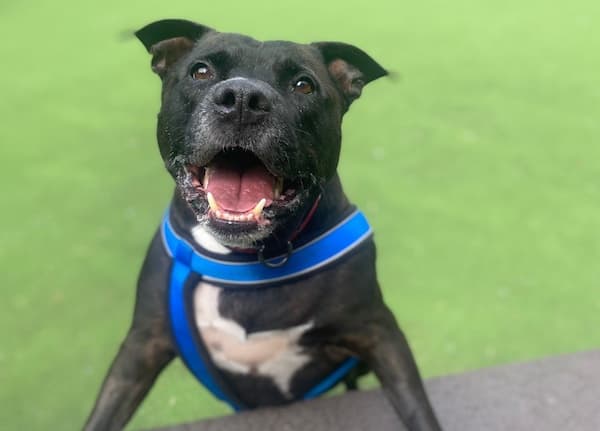 Ironhide — Unknown