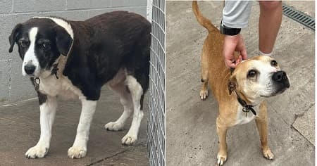 Toffee and Podge — Unknown