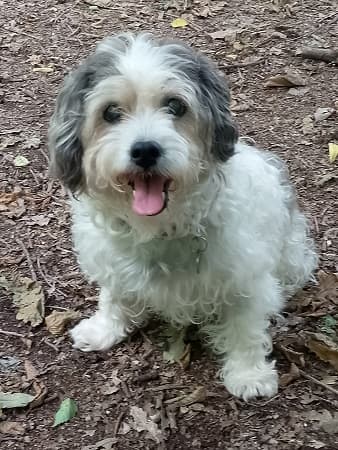 Loyal Jess — Unknown