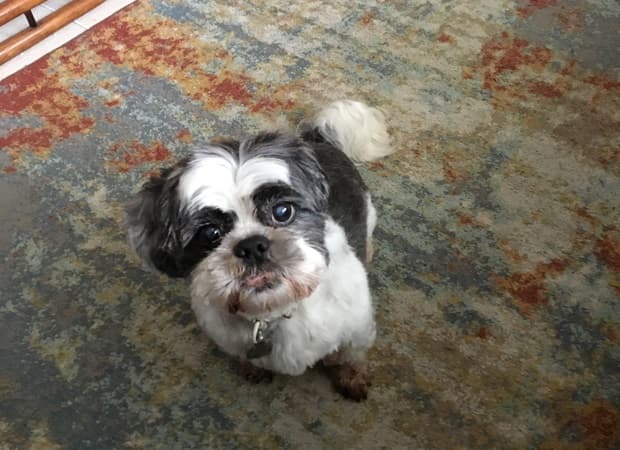 Dylan, seeking a hide-and-seeker! — Unknown