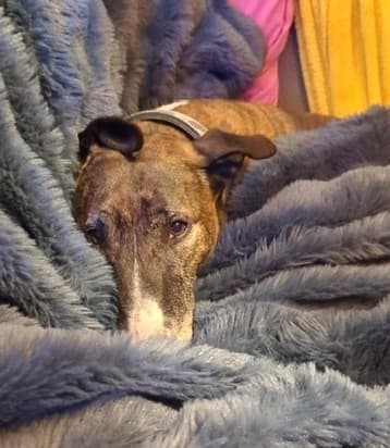 Beau Beau — Unknown