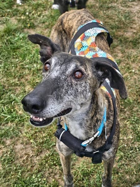 Lagartija — Unknown