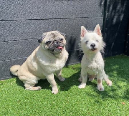 Blue and Brandy — Unknown