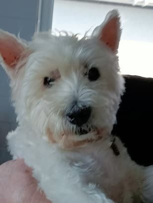 Delightful Ollie — Unknown