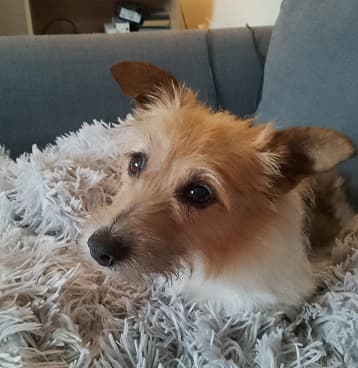 Apprehensive Tiny — Unknown