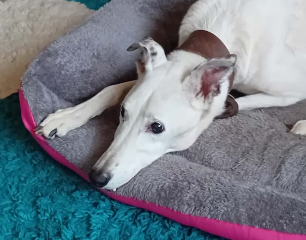 Princess Pepper with spotty ears! — Unknown