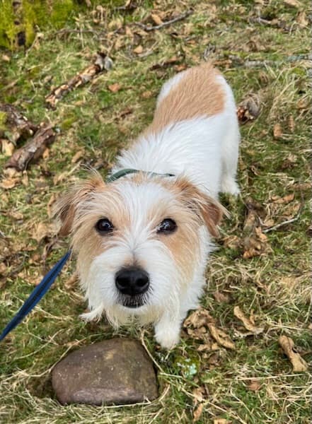 Loui the Duracell Bunny — Unknown