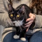 Bourbon and Ginger Snap — Unknown