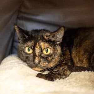 Paddy and Missy photo 2