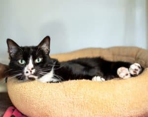 Paddy and Missy photo 3