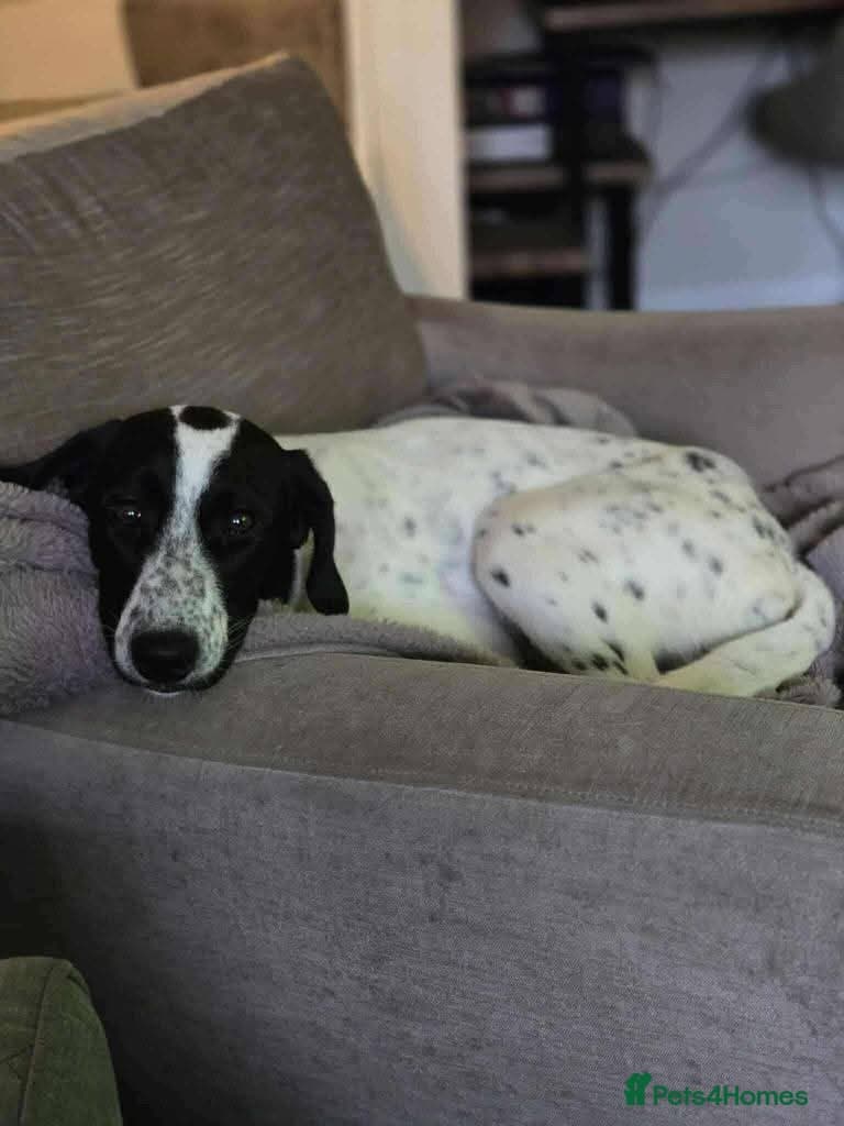 Meet Annabel, currently residing in Hertfordshire photo 8