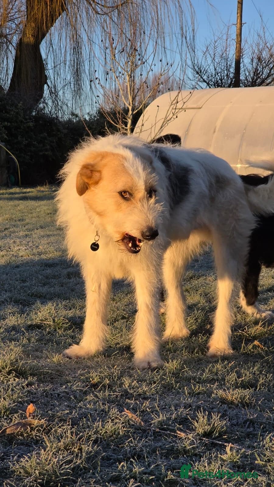 Hershey & Harley π still Waiting photo 21