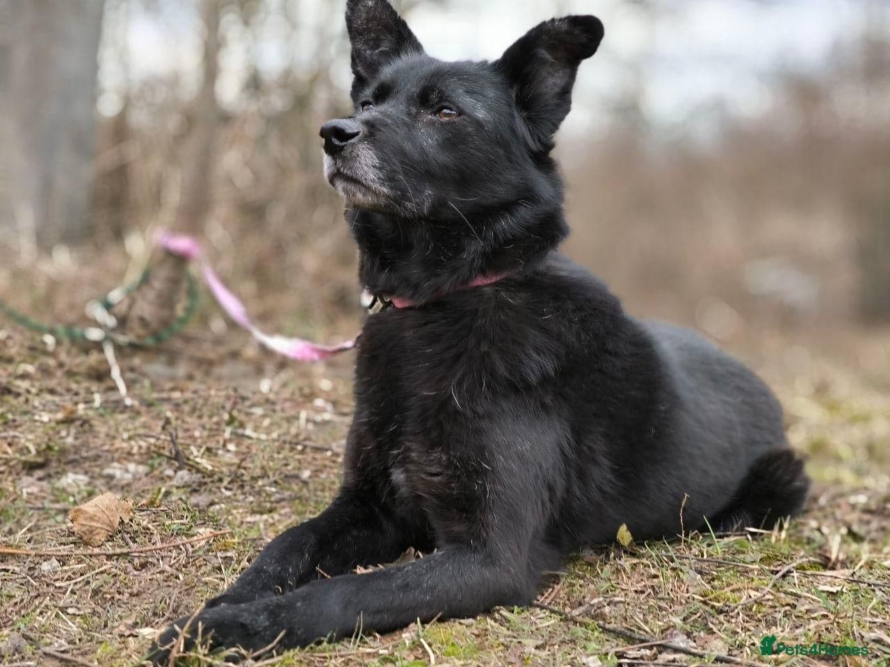 οΈπΆ tofa photo 12