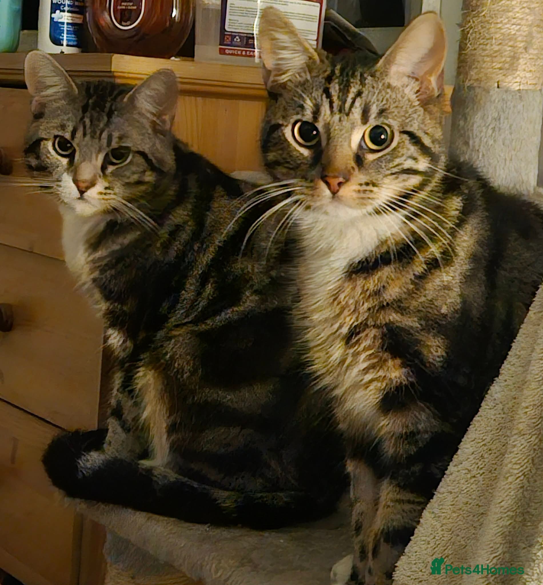 Adorable bonded pair photo 2