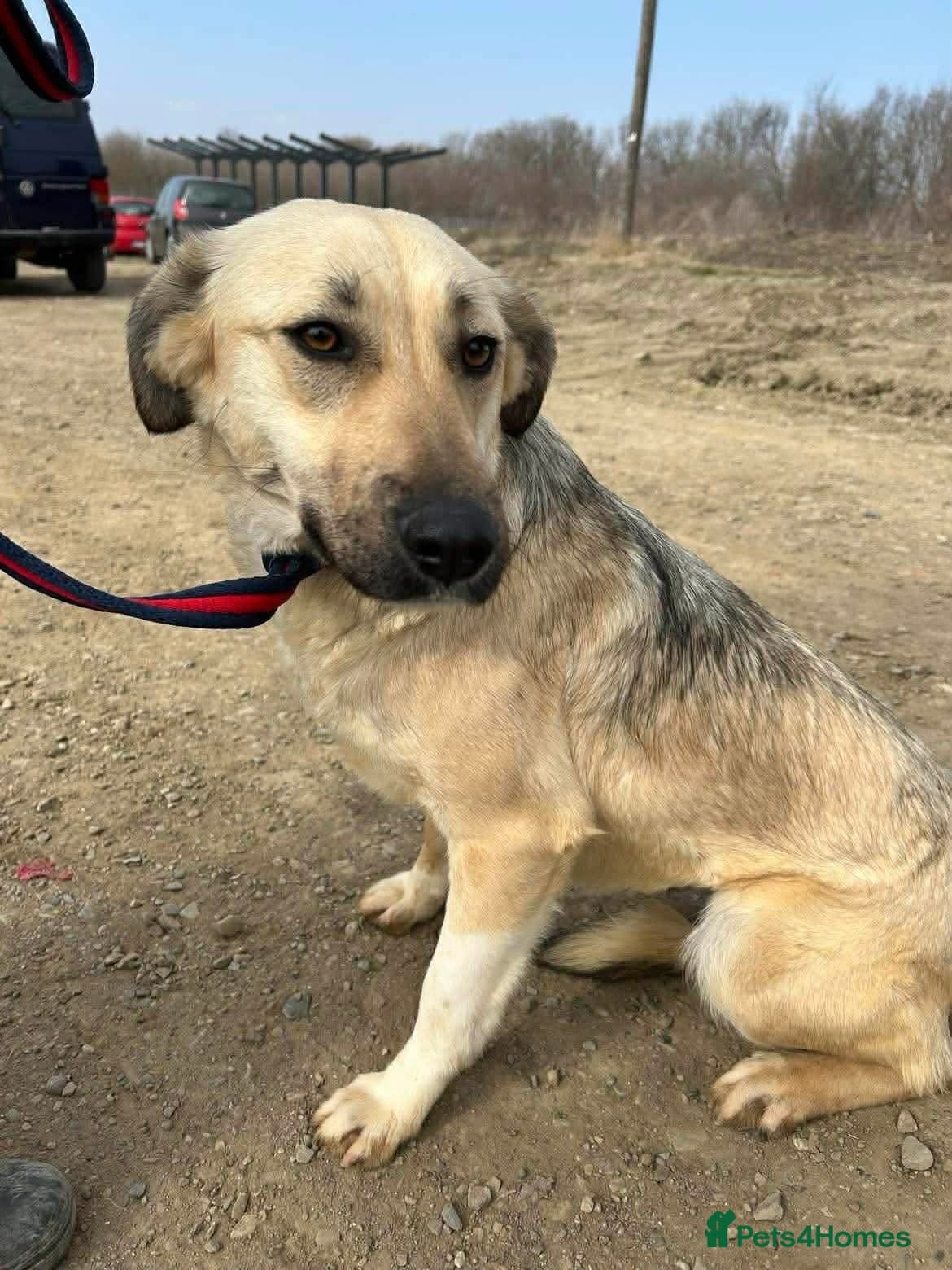 Octavia - Norwich Norfolk photo 2