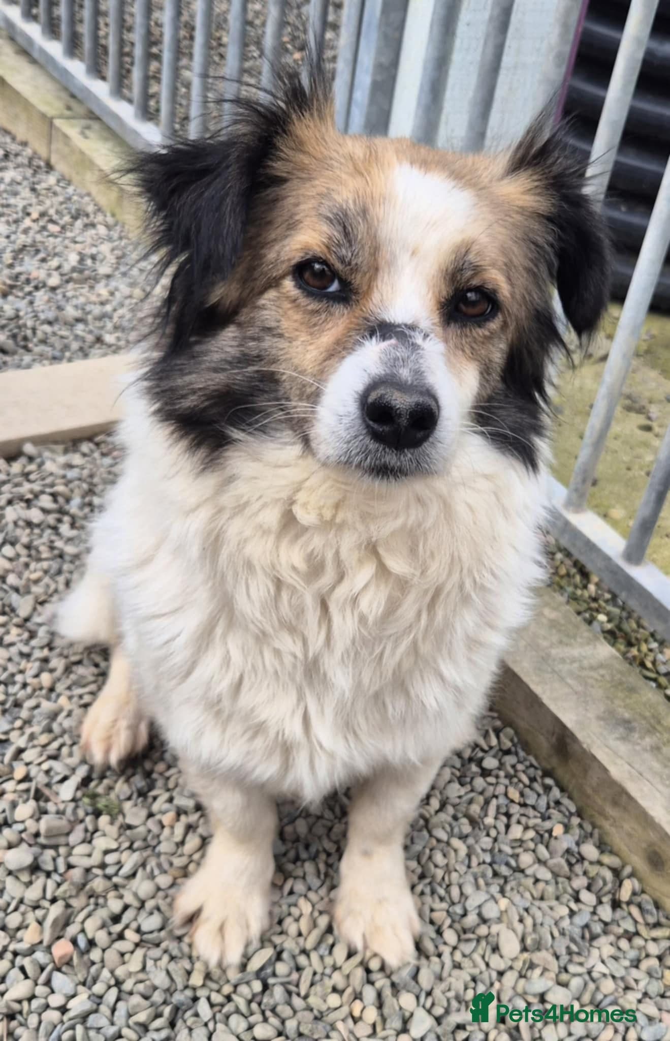 Sweetie Pie - In Ayr photo 9