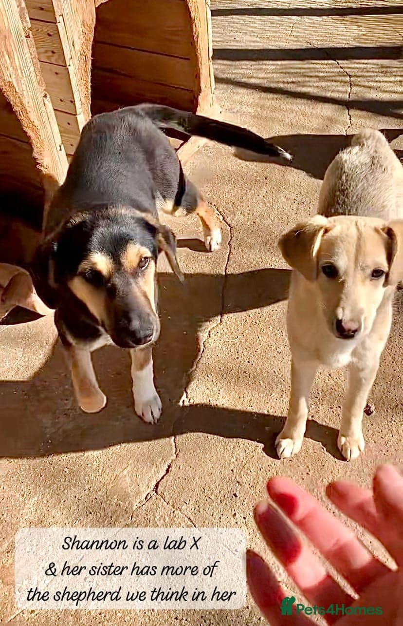 Shannon, 6 months approx, photo 3