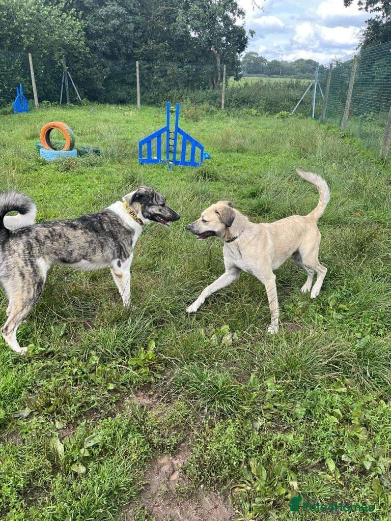 Meet Ziggy, currently residing in Cheshire photo 5