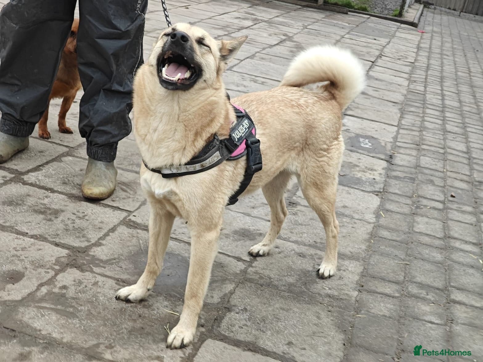 ๏ธ๐ถ stacy photo 22