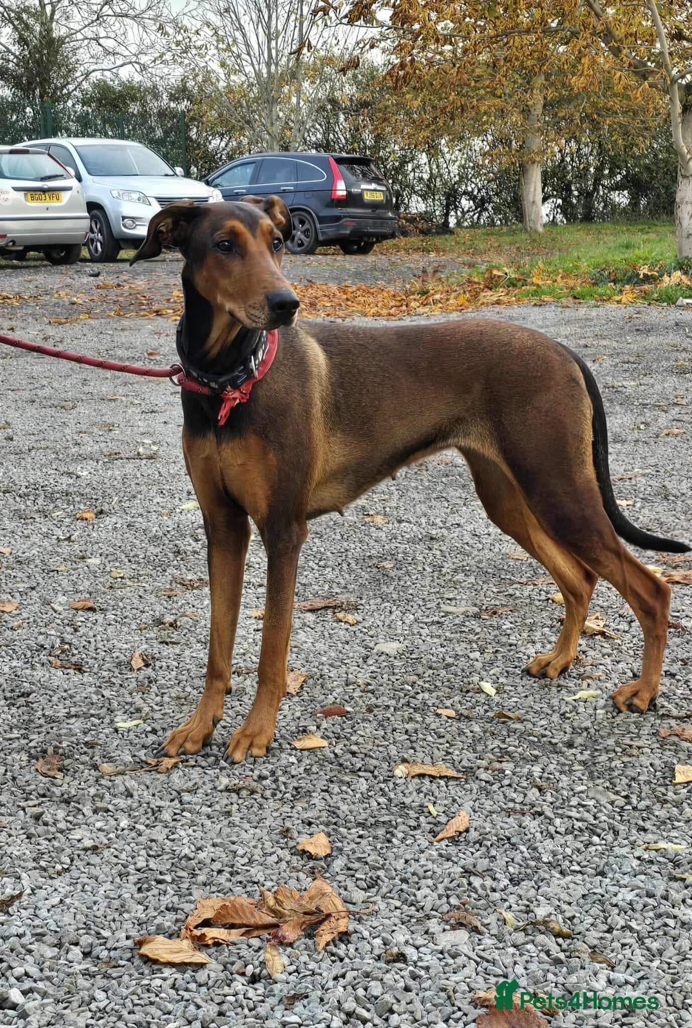 BONNIE π Playful, Loving Girl photo 7