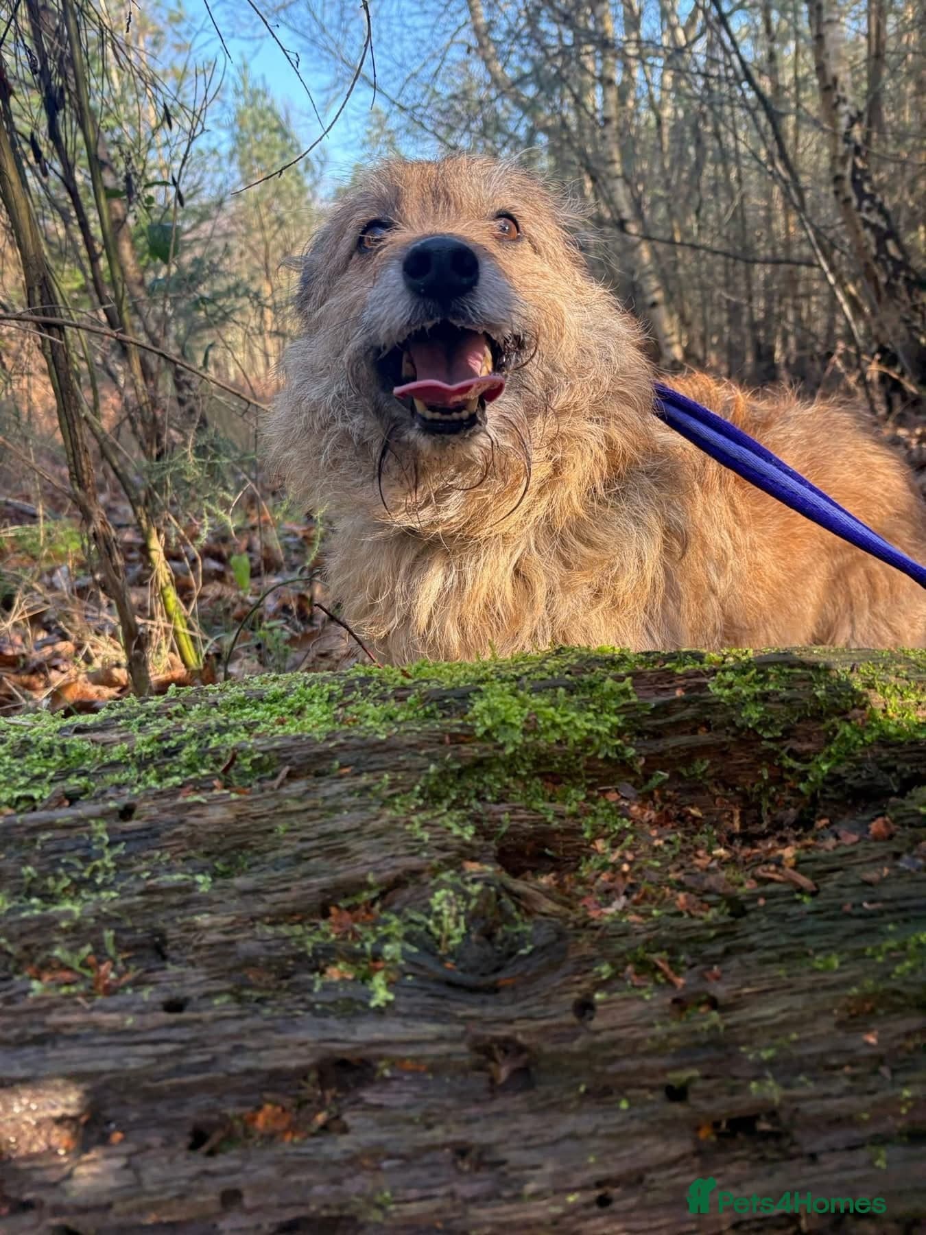 Jack - Watton Norfolk photo 7