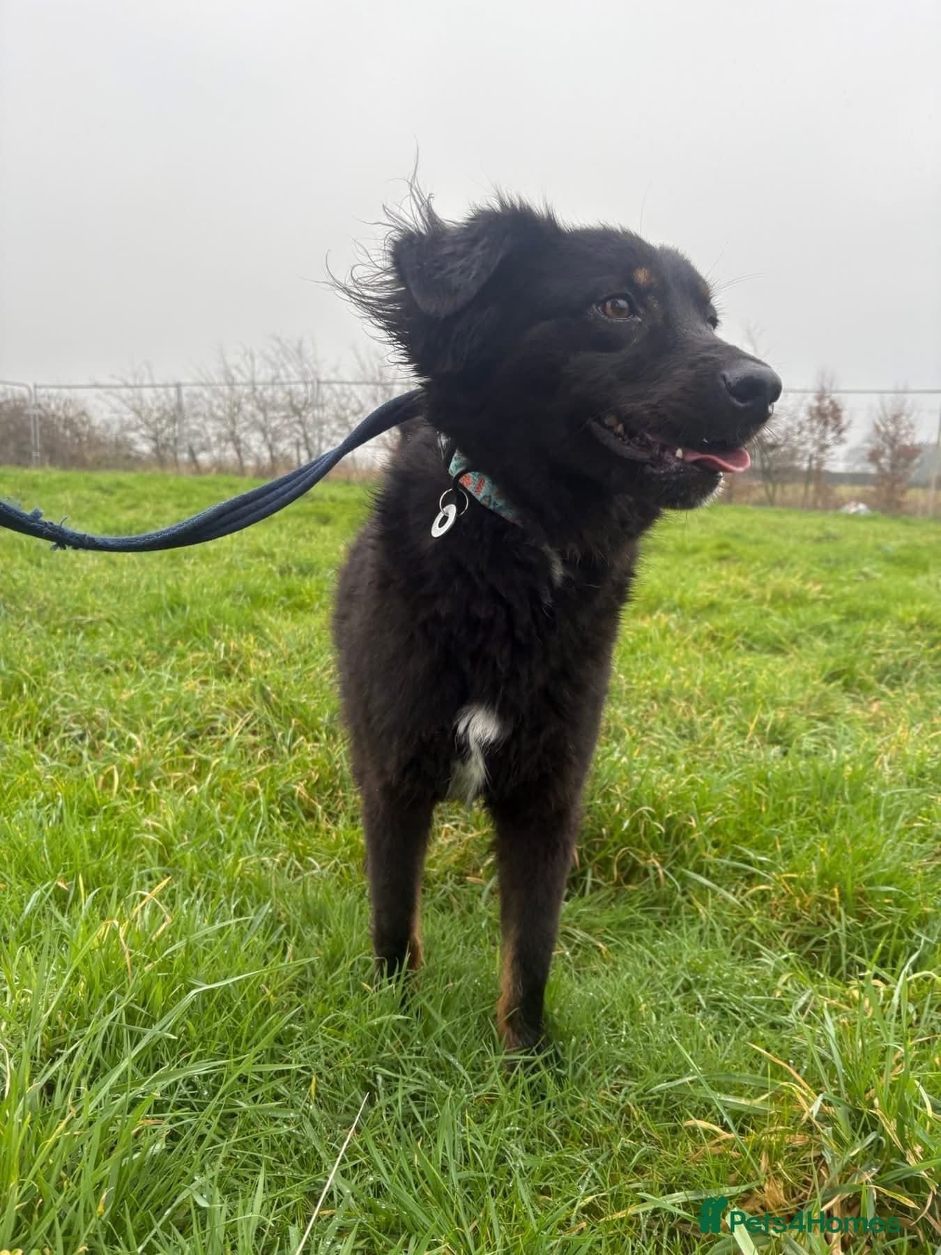 Newton - Norwich Norfolk photo 9