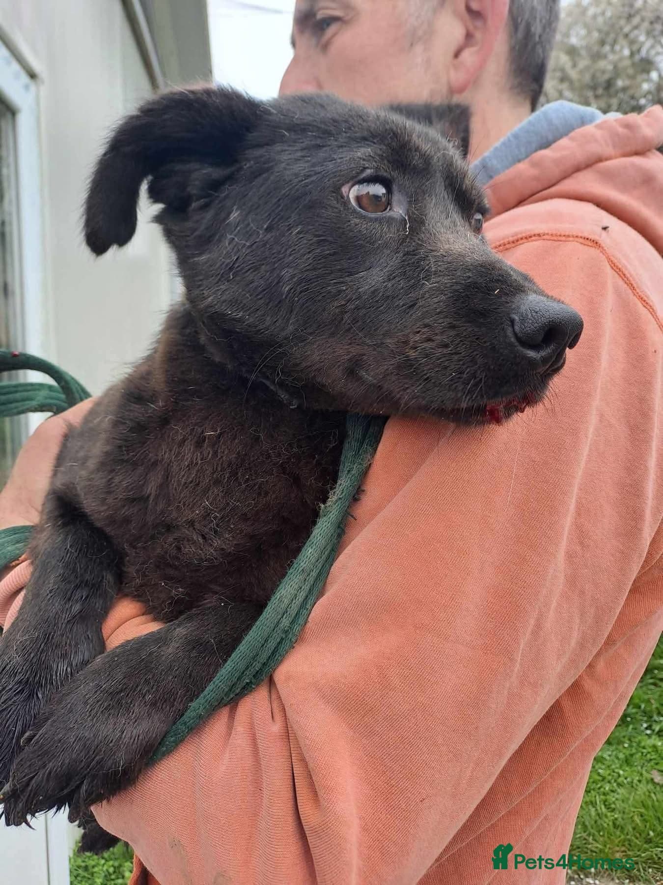 Blossy - Norwich Norfolk photo 8