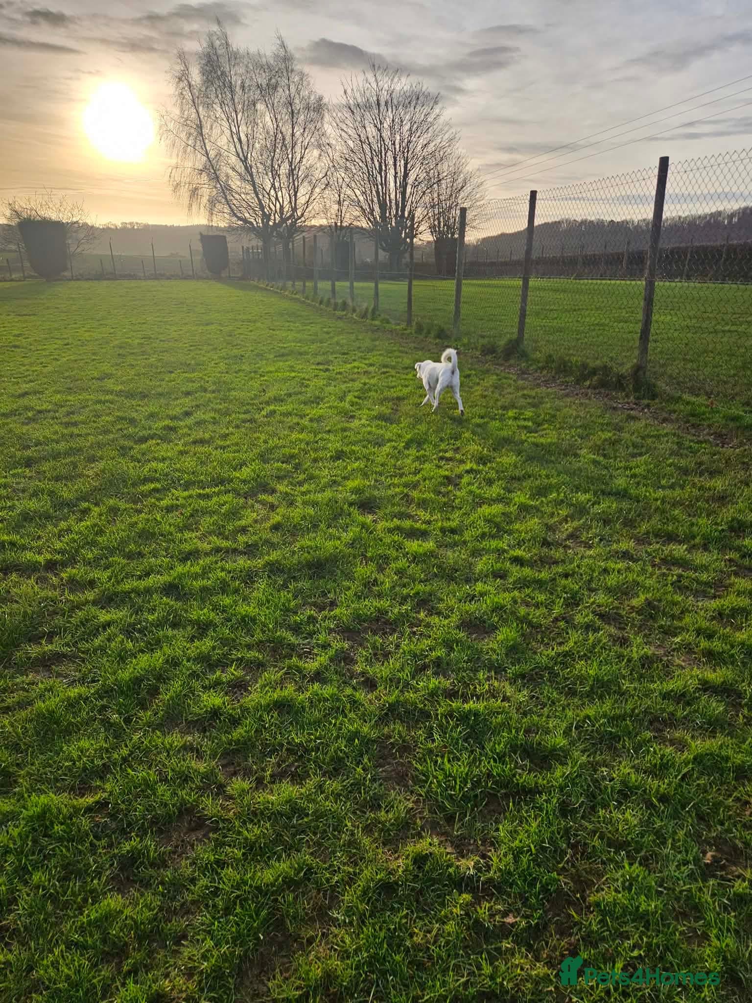 Sweet senior Bobby photo 6