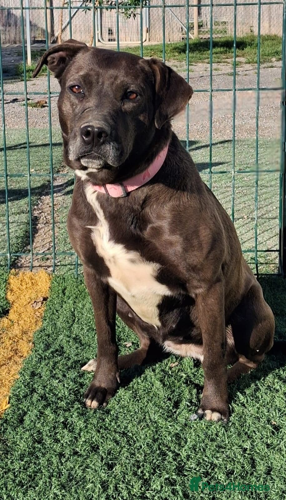 Sira🚨🐾 photo 4