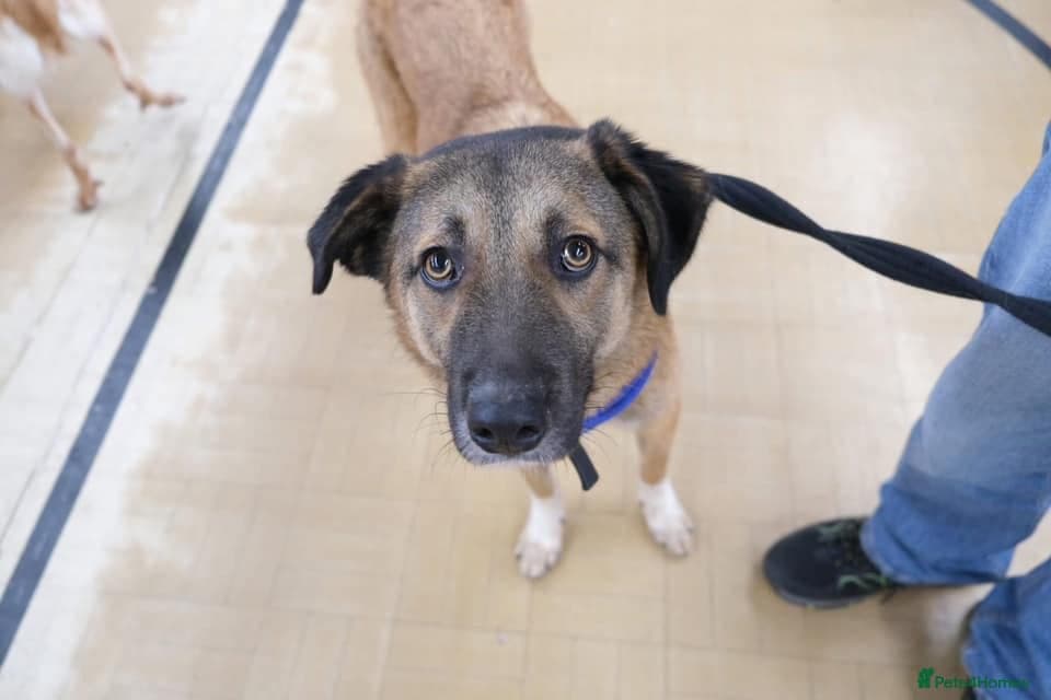 Levi - Norwich Norfolk photo 6