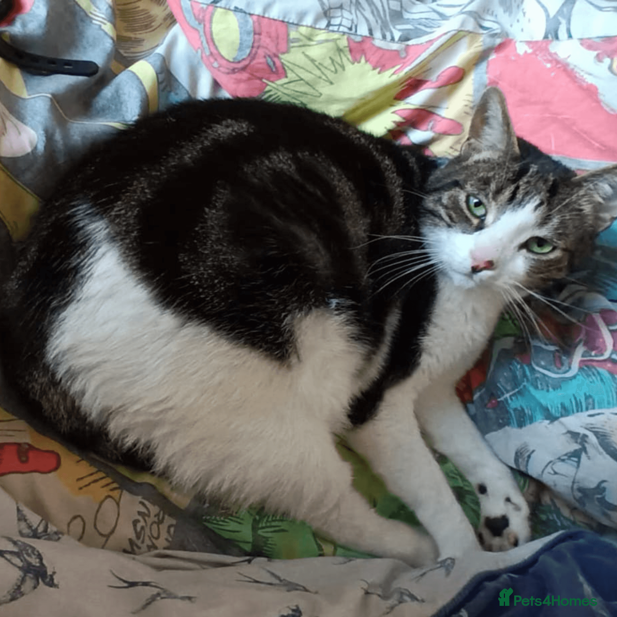 Sweet, Social butterfly photo 4