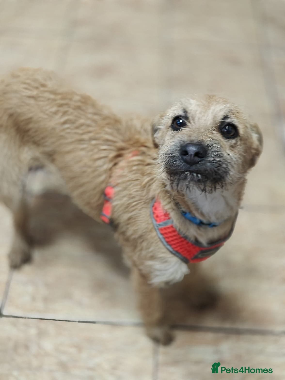 οΈπΆ bekki photo 14