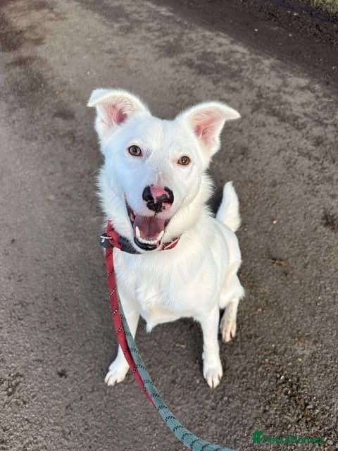 Meet Goose, currently residing in Cheshire — Mixed Breed