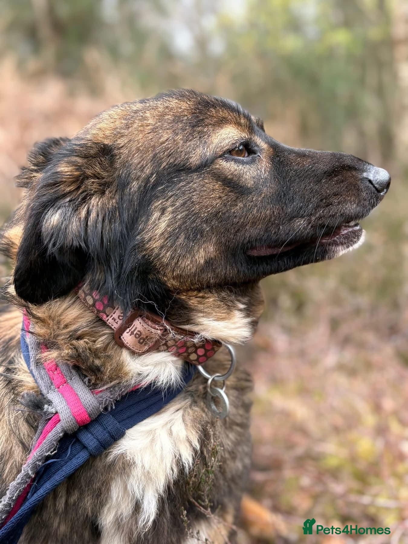 Belle - Norwich Norfolk photo 15