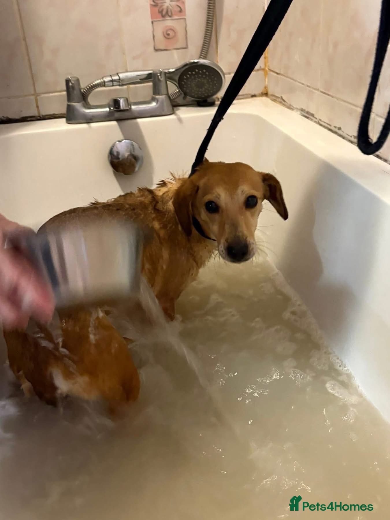 Mavis - Norwich Norfolk photo 6