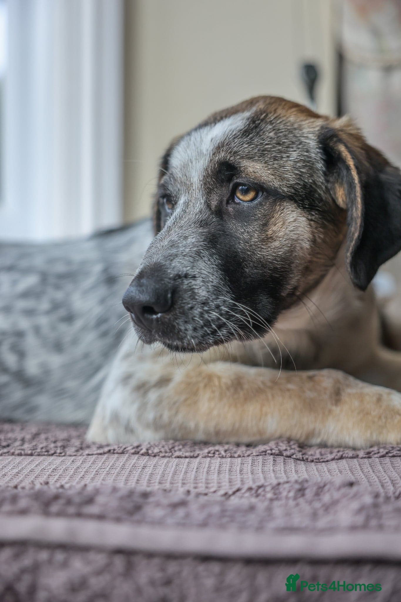 Easygoing Electra - Colourful Lab type photo 12