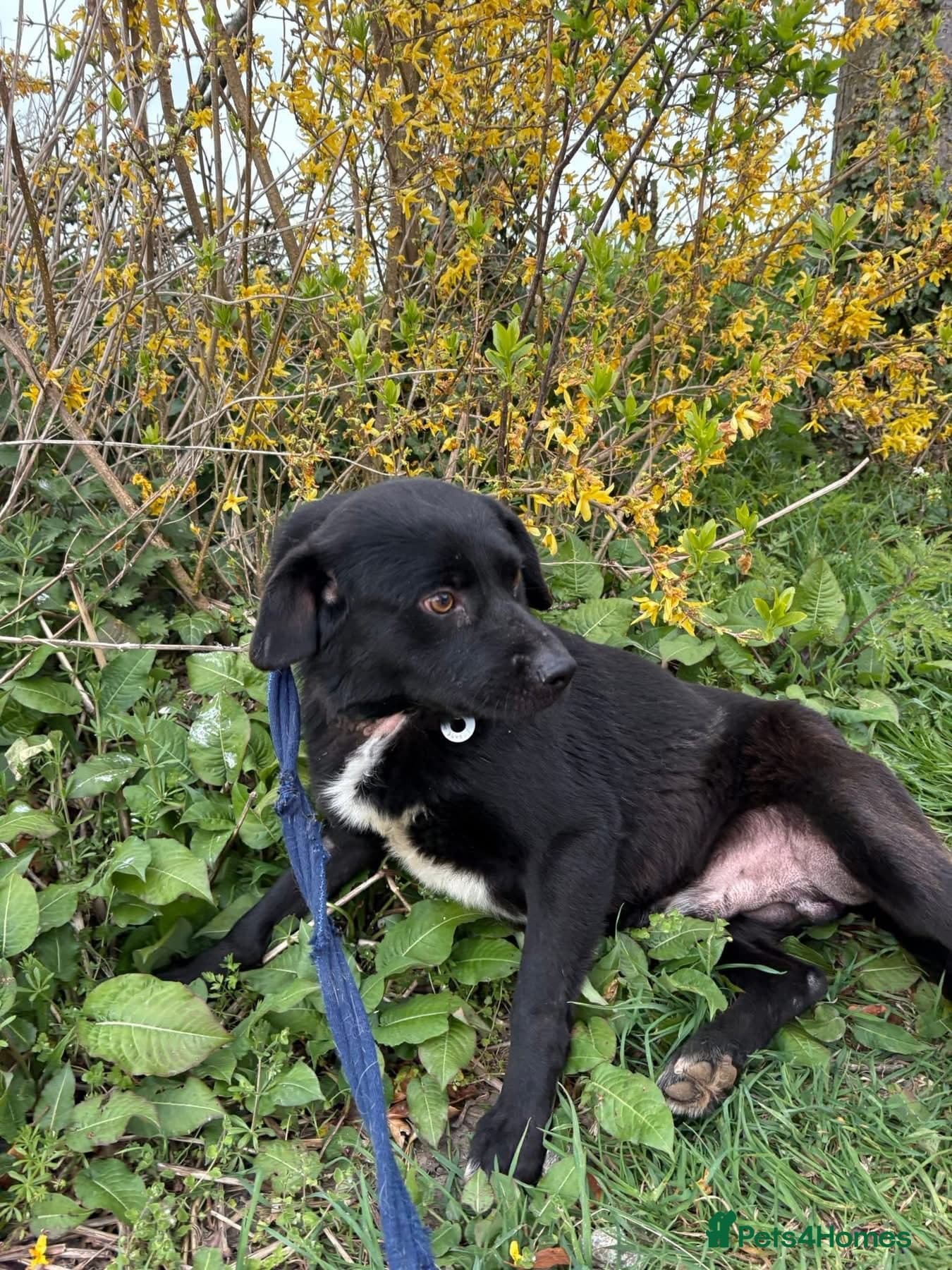 Callum - Norwich Norfolk photo 7