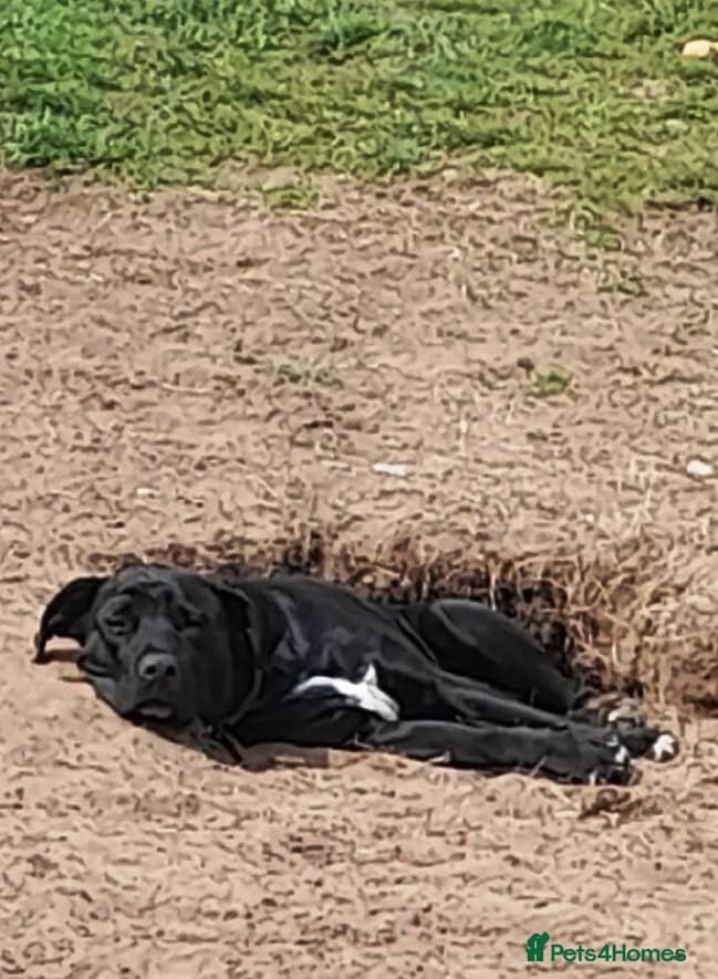 SHEAMUS,URGENT sensitive Soul Labrador Cross photo 18