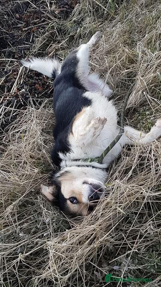 Tara - Norwich Norfolk photo 9