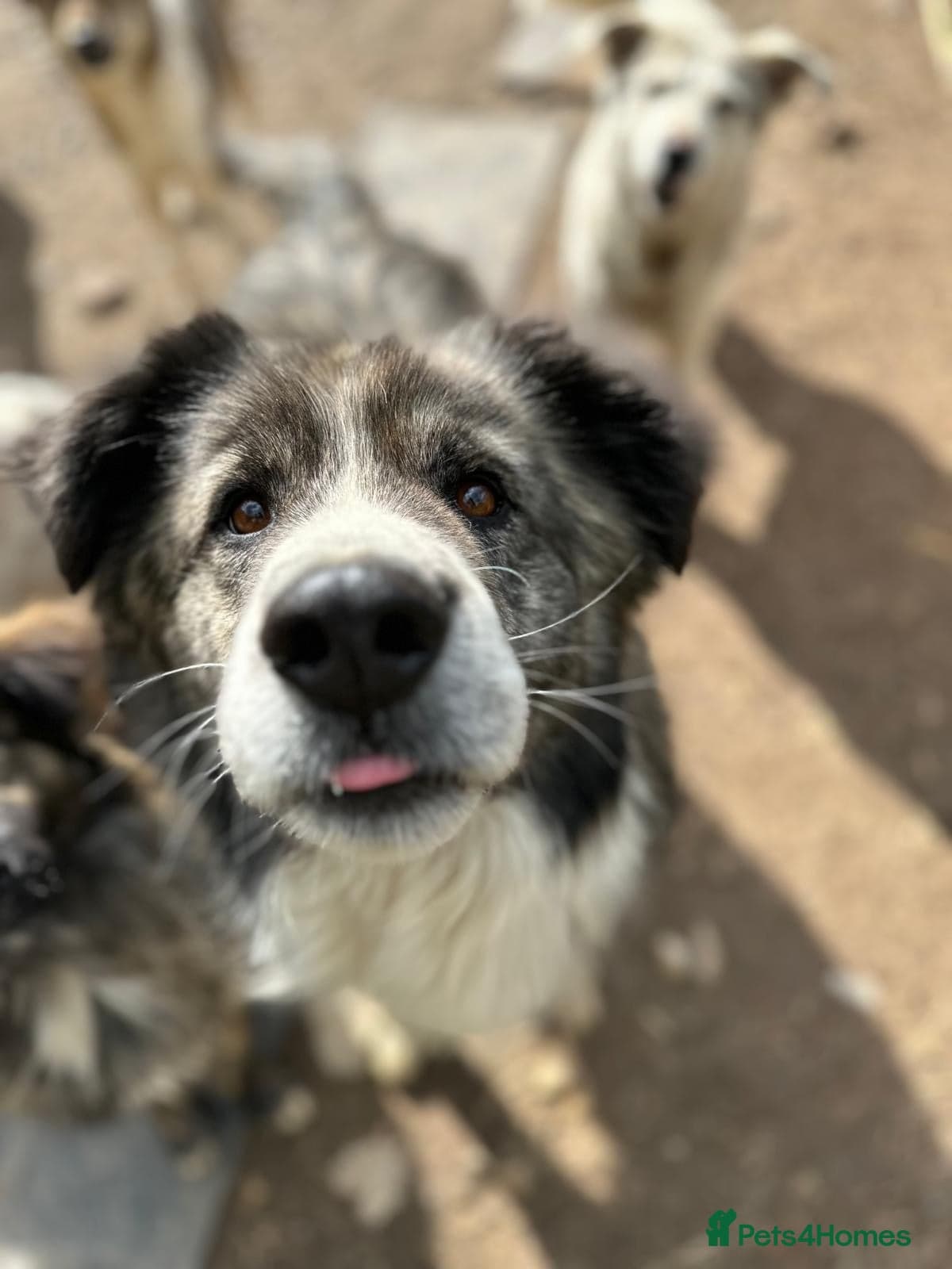 year old Iancu photo 9