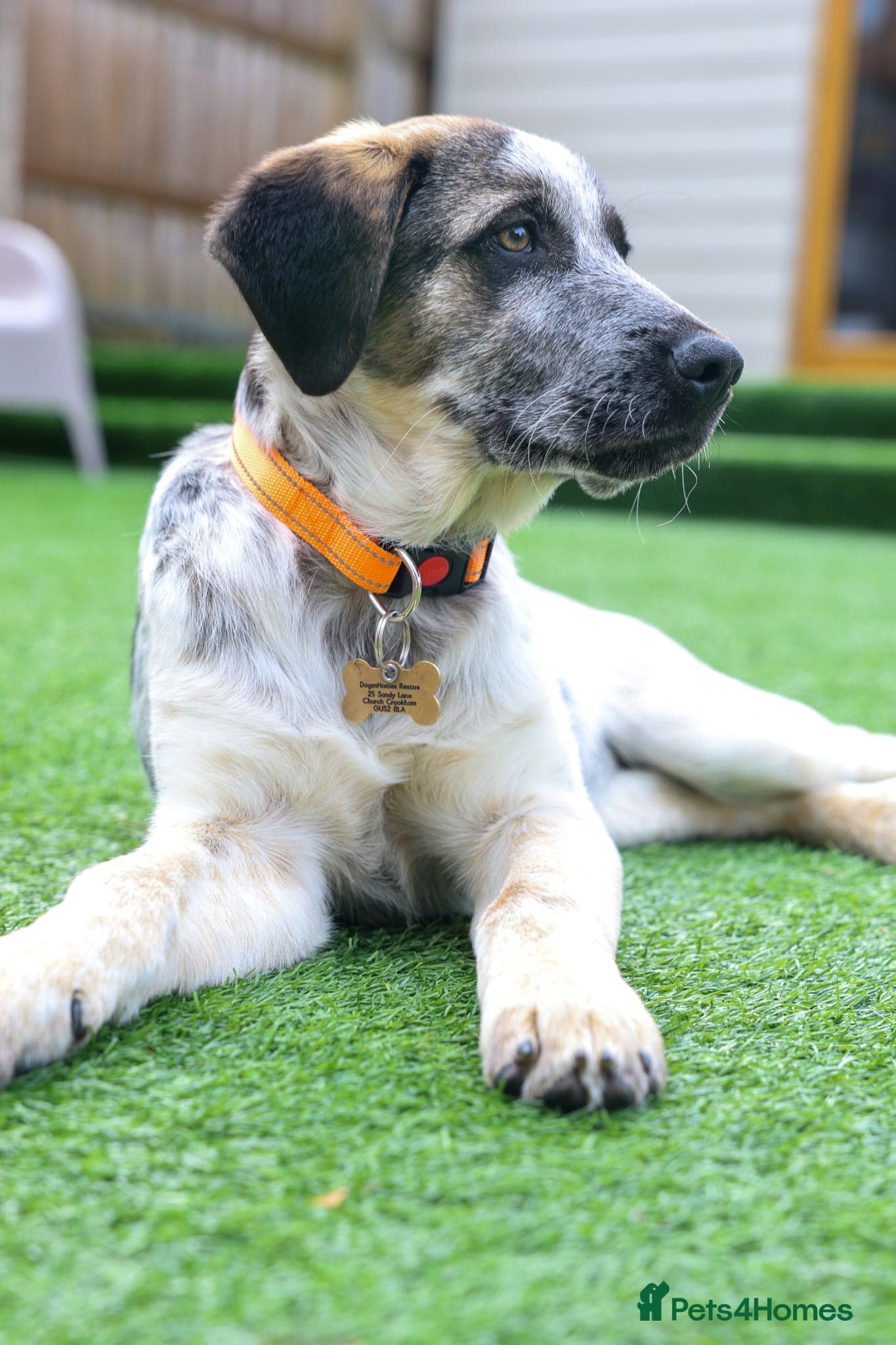 Easygoing Electra - Colourful Lab type photo 6