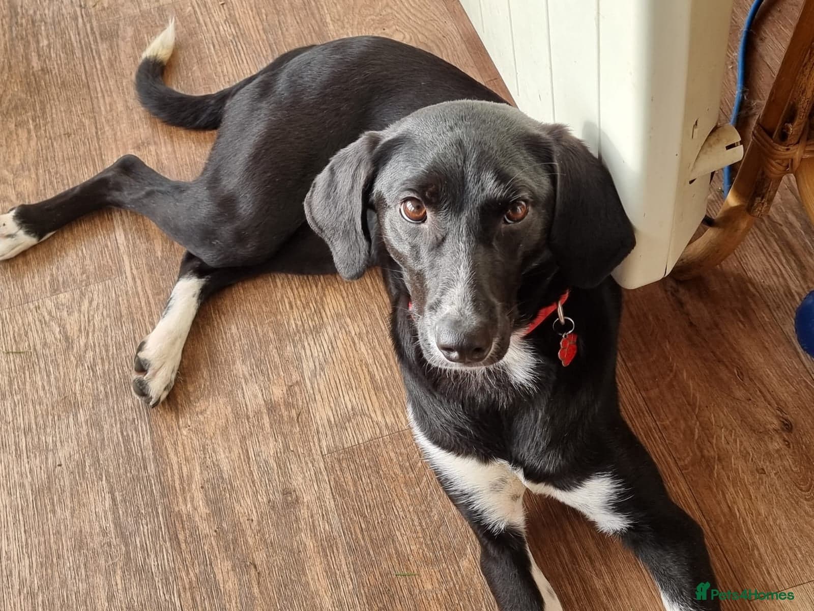 Nora for adoption in cornwall/devon photo 12