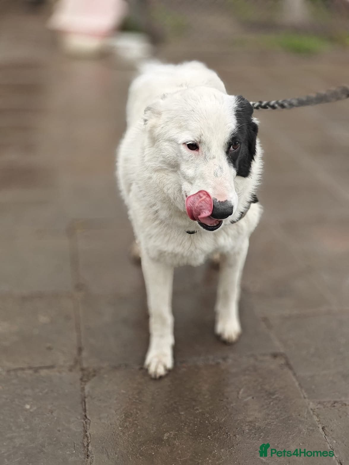 οΈπΆ suzy photo 16