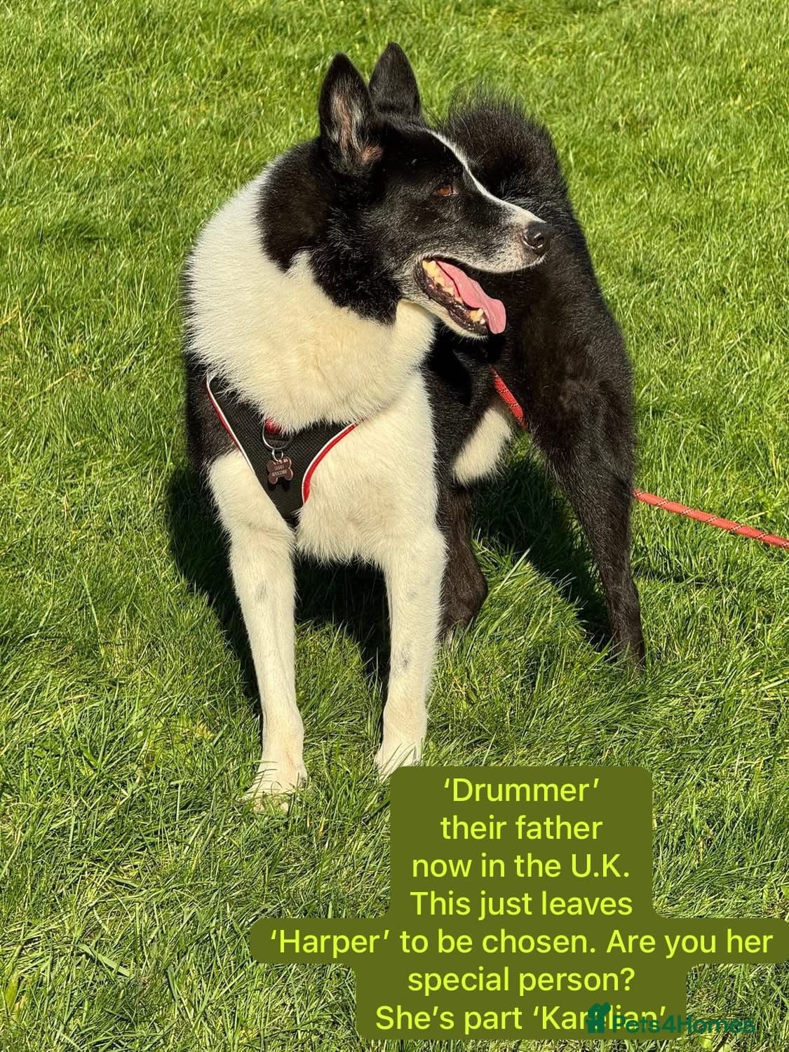 Harper, 2 yrs old approx. photo 24