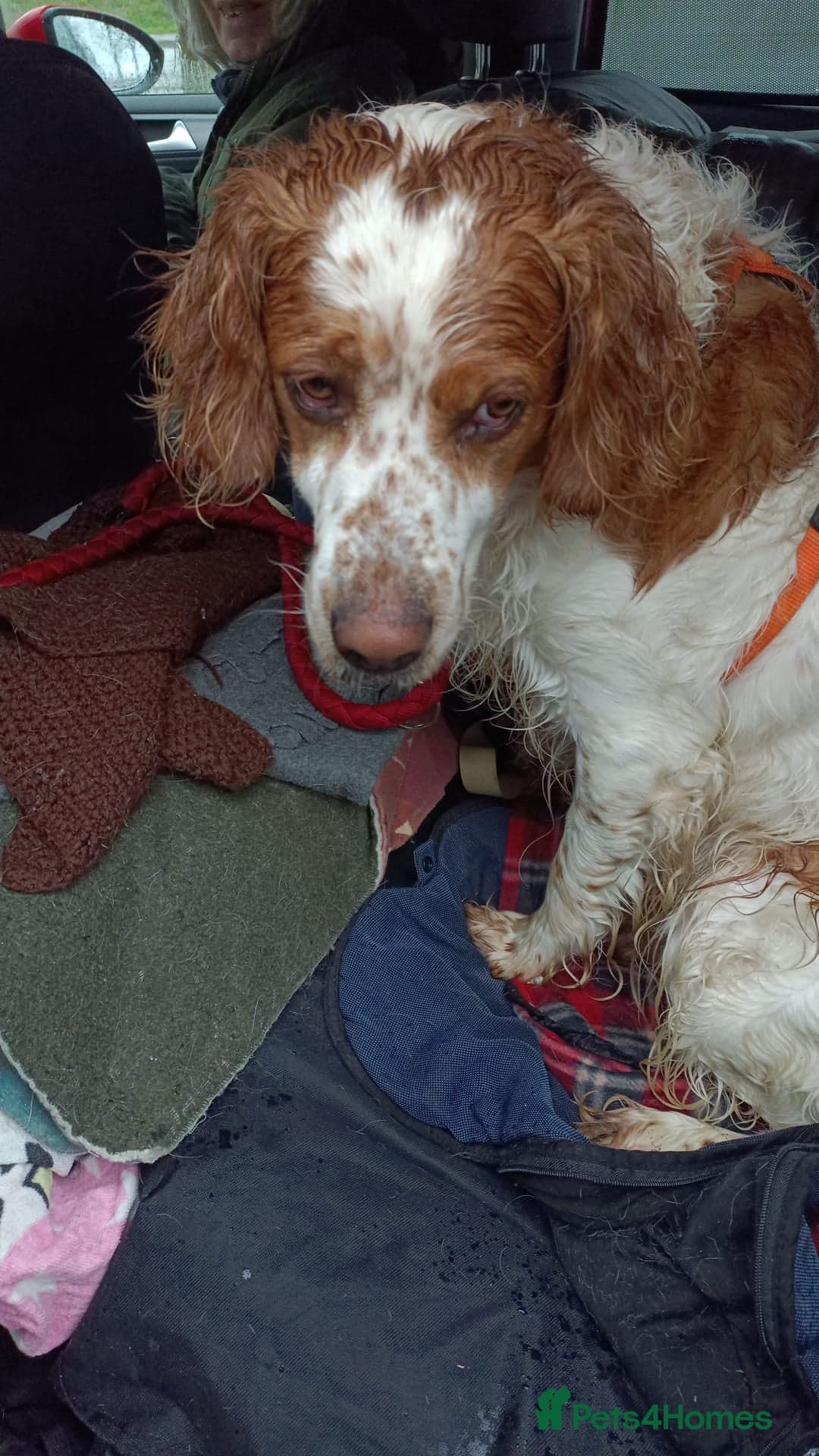 Ronnie, 3-year old Brittany male photo 22